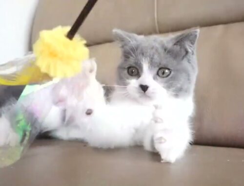ブリティッシュショートヘアー子猫　British Shorthair　2023.2.25 産まれ　ブルー&ホワイト　女の子　シーダキャット猫のお店