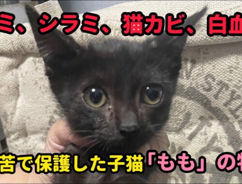 ガリガリの黒子猫を保護、この子はゴミでありません #子猫 #保護猫 #捨て猫 #猫動画 #かわいい #ねこ #黒猫