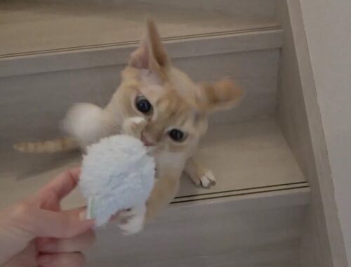 デボンレックス兄はまたたび付きボールおもちゃが大好きです(Devon Rex cat really loves a ball toy with silvervine powder)