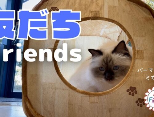 猫はかわいくておもしろい【友だち】Friends（バーマン猫）Birman/Cat