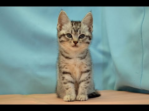 アメリカンショートヘアー　NO.230405　ペットショップ『ヒラマツケンネル』の子猫