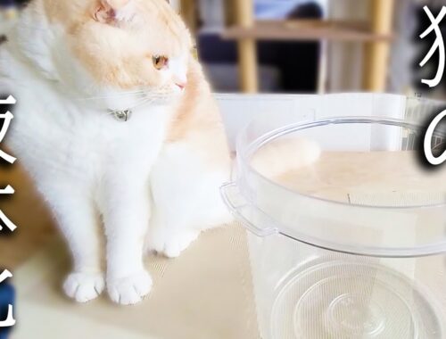猫は液体化するのか。