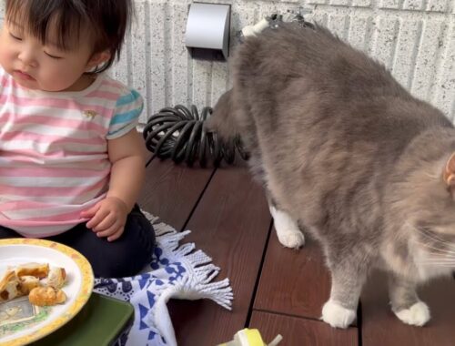 パンケーキのおかわりをせがむ赤ちゃんと毎度の光景に気にしない猫　ノルウェージャンフォレストキャット　Baby asking for another pancake and familiar cat