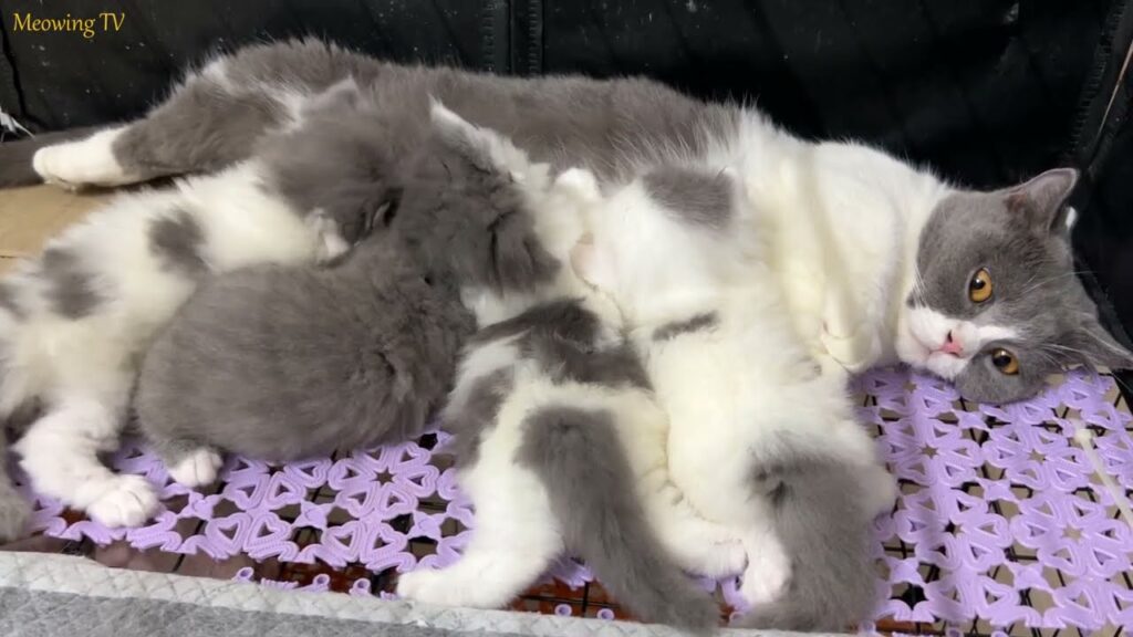 The kittens frolicked together, stopping to cuddle the mother when she approached. The kittens frolicked together, stopping to cuddle the mother when she approached.