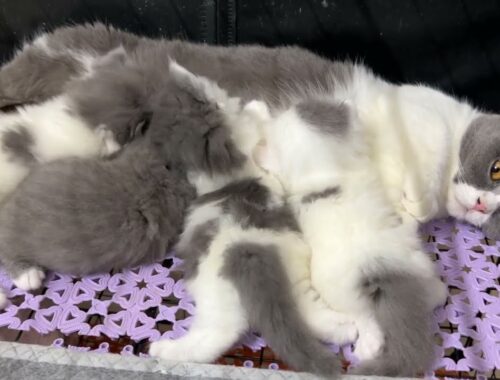 The kittens frolicked together, stopping to cuddle the mother when she approached.
