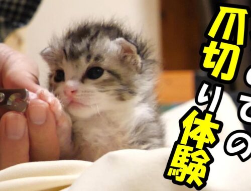 初めての爪切り体験のまんざらでもない子猫たち【赤ちゃん猫　保護猫】