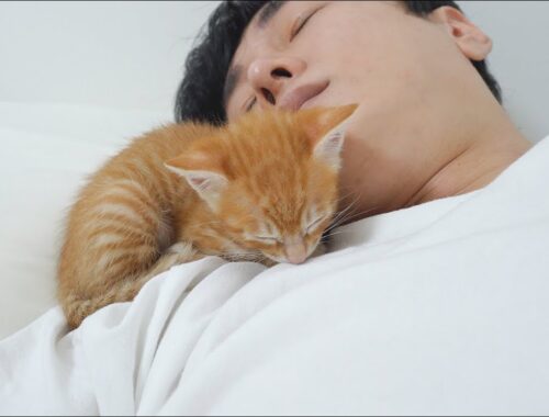 The Reason Why Kittens Only Sleep Next to Their Owners