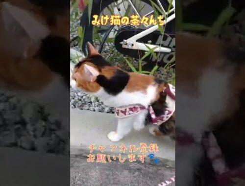【猫のお散歩】かわいい日本猫がお散歩をしたらこうなりました。PART4　#保護猫　#三毛猫　#ねこのいる生活