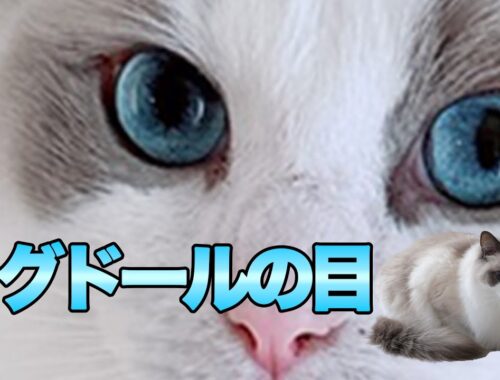 猫のラグドールの目の特徴について