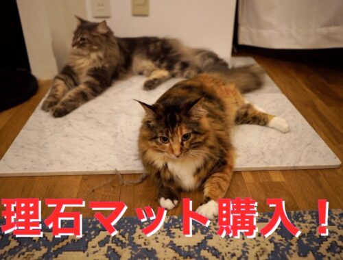 【メインクーン】猫にとって最強のひんやりグッズ【大理石マット】