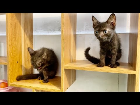 2 Kittens Abandoned In The Rain, Cold, Shrinking for Protect Herself - No one heeded his plea