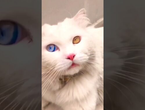 Turkish angora cat amazing beautiful eyes |#cateyes |#shortsvideo