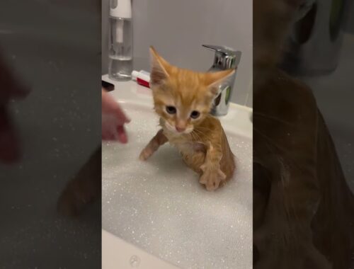 Kitten Gets His First Bath || ViralHog