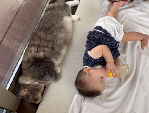 赤ちゃんとシンクロする猫　ノルウェージャンフォレストキャット　Cat synchronizing with baby