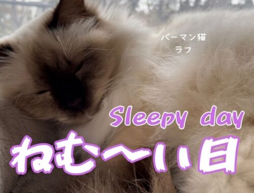 バーマン猫ラフとミカとウリ【ねむ〜い日】Sleepy day（バーマン猫）Birman/Cat