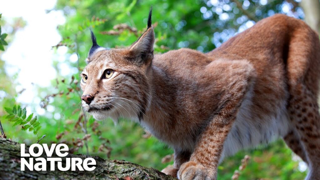 Eurasian Lynx Mother Teaches Her Kittens to Hunt | Love Nature Eurasian Lynx Mother Teaches Her Kittens to Hunt | Love Nature