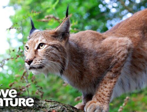 Eurasian Lynx Mother Teaches Her Kittens to Hunt | Love Nature