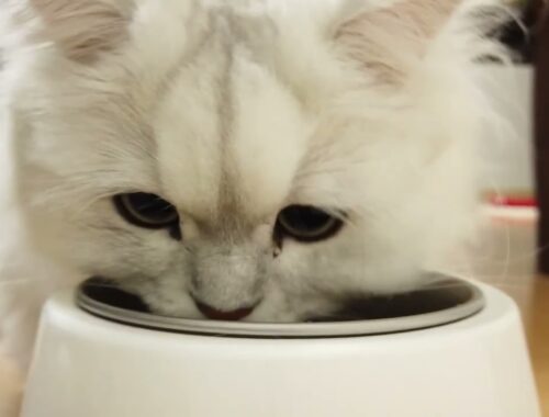 【ペルシャ猫】腹ペコな猫 - Hungry cat. - भूखी बिल्ली【Persian Cat】