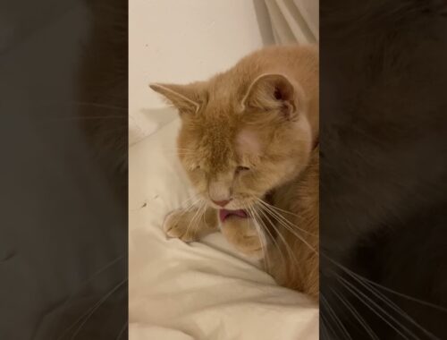 Max the Manx #manx #cats #gingercats #preening #cute #cutecats #bathingcats  #whiskers