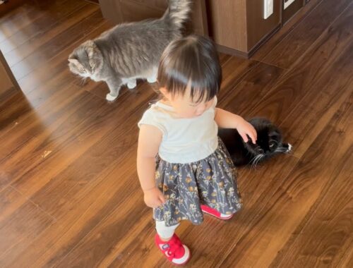 音が鳴る靴で歩く赤ちゃんに注目する猫　ラガマフィン　Cat pays attention to baby walking in shoes that make noise