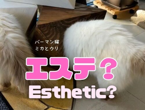 バーマン猫ミカとラフ【エステ？】Esthetic?（バーマン猫）Birman/Cat