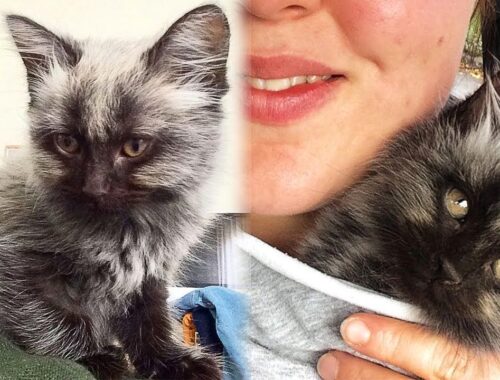 Stray Kitten With An Unusual Coloring Chooses a Family And Changes Completely