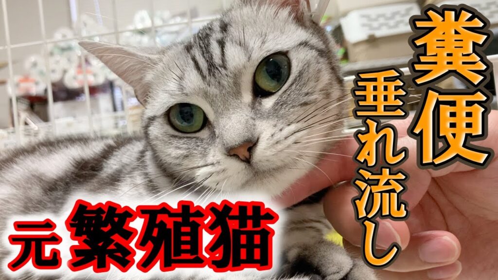 糞便が垂れ流しになってしまう病気になってしまった元繁殖猫のアメリカンショートヘアー【巨大結腸症】 糞便が垂れ流しになってしまう病気になってしまった元繁殖猫のアメリカンショートヘアー【巨大結腸症】