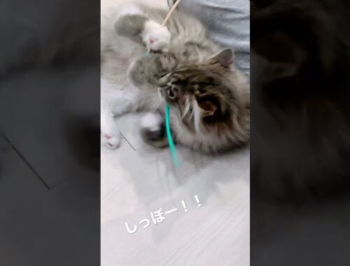 しっぽ中毒になってしまった猫#shorts #ねこ動画 #サイベリアン #cat