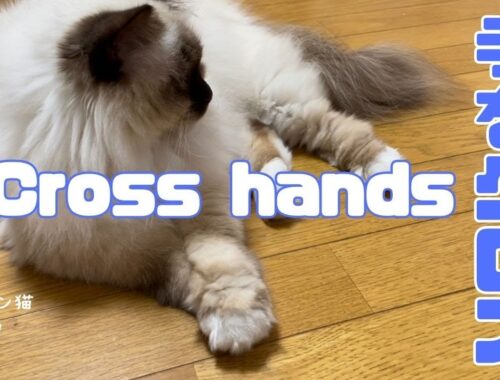 バーマン猫ミカ【手をクロス】Cross hands（バーマン猫）Birman/Cat