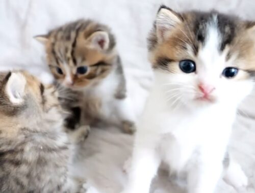 How kittens Titi, Fifi and Lili grows up