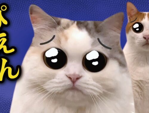 【猫SNOW】面白アプリで猫と遊んだら腹筋崩壊しすぎた件ｗ【関西弁でしゃべる猫】