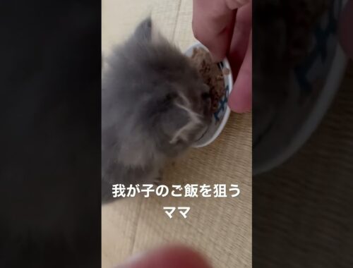 ラガマフィン赤ちゃん初めての離乳食　#ラガマフィン #猫のいる暮らし #子猫動画