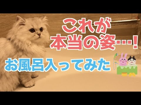 【猫動画】お風呂に入れたら本当の姿に…！【ペルシャ猫：シャルル】