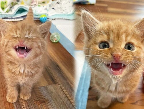 Orphan Kitten Screams As Hard As He Can To Get Attention And Be Adopted