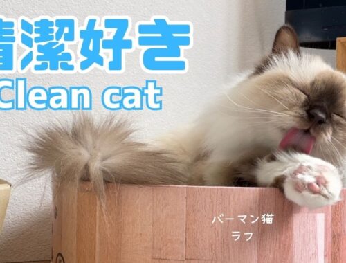 バーマン猫ラフ【清潔好き】Clean cat（バーマン猫）Birman/Cat
