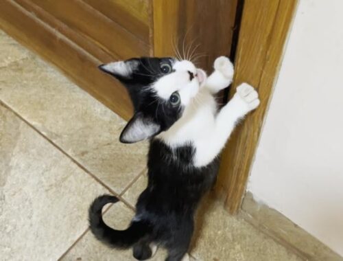 A cute rescued kitten talking to open the door suddenly changes when eating food!