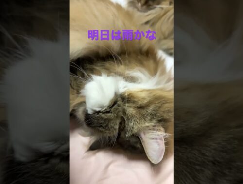 #shortsvideo #shorts #cats #cat #ノルウェージャンフォレストキャット #猫 #猫動画 #かわいい #cutecat #cute