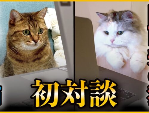 ついに実現！有名猫YouTuber同士のリモート会議がまさかの展開に…【関西弁でしゃべる猫】