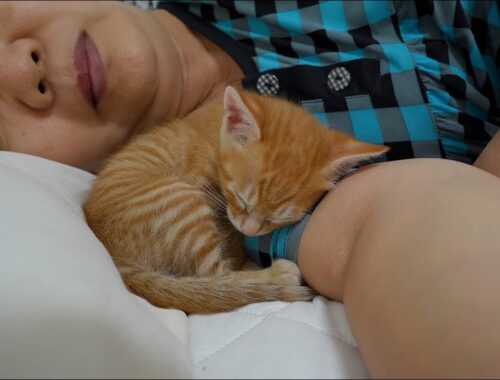 the Surprising Behavior of a Kitten While Its Owner is Sleeping