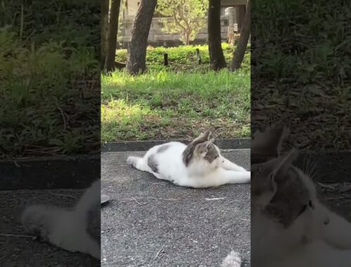 funny & cute straycat in kochi Shi,japan #猫 #地域猫 #ねこ動画 #かわいい猫 #日本 #shorts #viral #straycat #cat