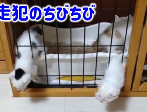 熊本から連れて来た5匹の子猫達は元気過ぎて脱走します