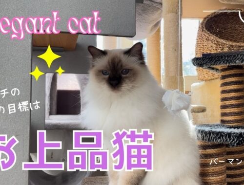 バーマン猫ラフが目指す【お上品猫】Elegant cat（バーマン猫）Birman/Cat