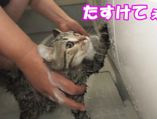 初めてのお風呂を嫌がる子猫クッキー【アメリカンカール】Kitten scared of the first bath