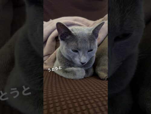 眠れないときにおすすめの動画🐈‍⬛　　#Shorts #ロシアンブルー　#ねこ　#ねこ動画　#cat #猫　#Russianblue