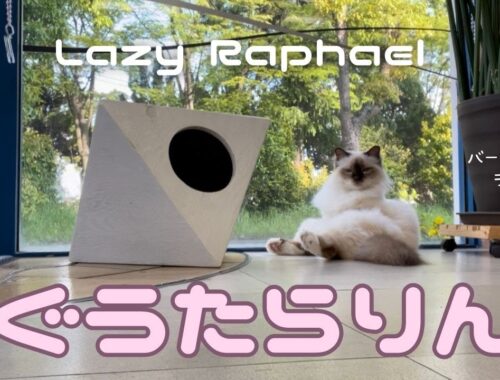 バーマン猫ラフ【ぐうたらりん】Lazy Raphael（バーマン猫）Birman/Cat