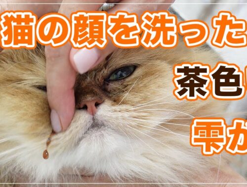 【おさむちゃん】猫の顔を洗ったら茶色い雫が出てきてビックリ！？【ペルシャ】