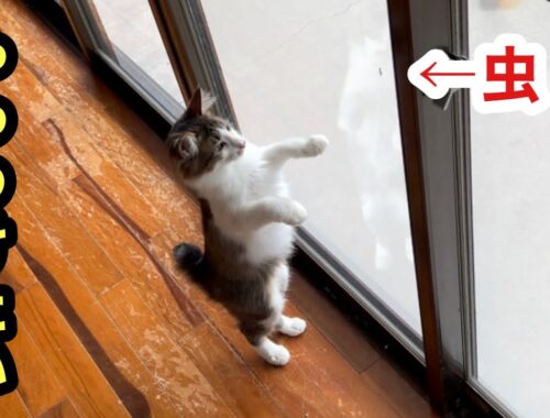 子猫レオは小さな虫と戦う、その横で犬と猫と窓拭きと私