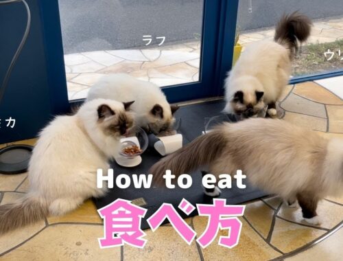 ４匹そろってのごはん【食べ方】How to eat（バーマン猫）Birman/Cat