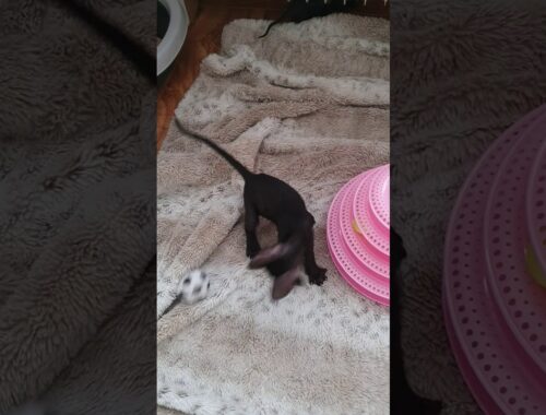Cornish Rex Kittens in black are playing with cat ball toy!!!