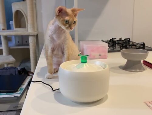 デボンレックス猫のために新しい給水機を買いました(New water feeders for Devon Rex cats)